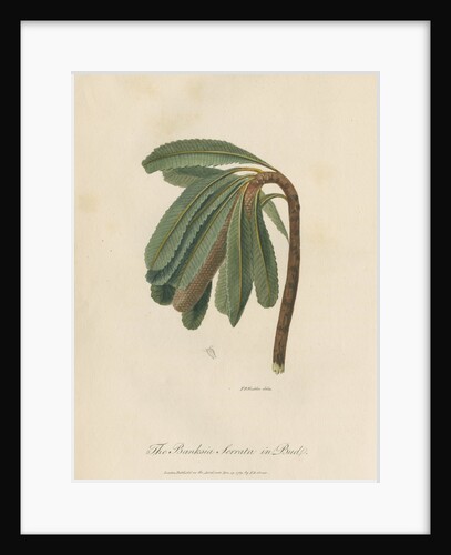 'The Banksia Serrata in Bud' by Frederick Polydor Nodder