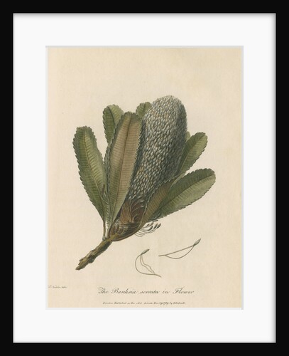 'The Banksia Serrata in Flower' by Frederick Polydor Nodder