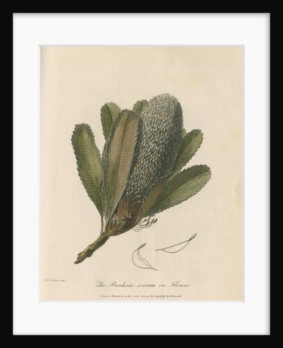 'The Banksia Serrata in Flower' by Frederick Polydor Nodder