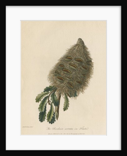 'The Banksia Serrata in Fruit' by Frederick Polydor Nodder