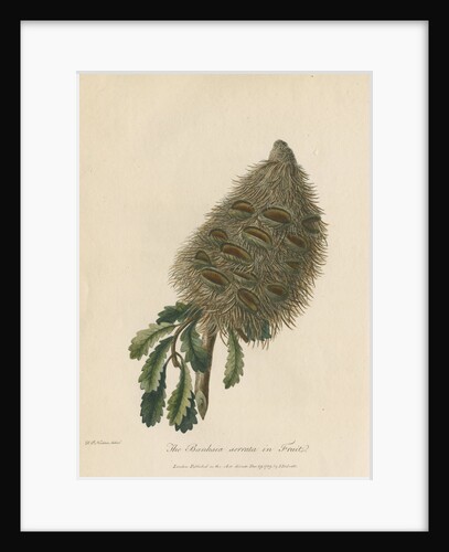 'The Banksia Serrata in Fruit' by Frederick Polydor Nodder