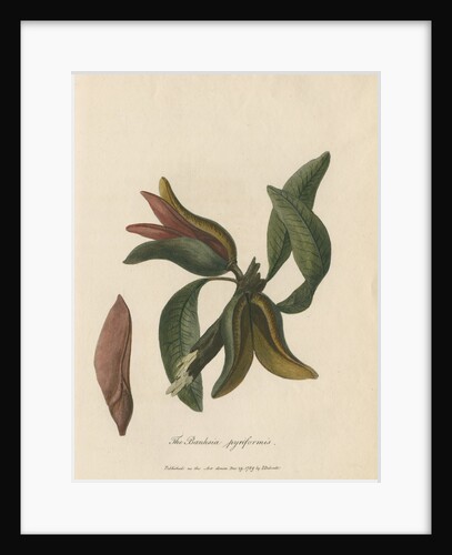 'The Banksia pyriformis' by Frederick Polydor Nodder