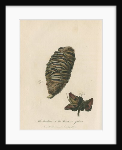 'The Banksia' and 'Banksia gibbosa' by Frederick Polydor Nodder