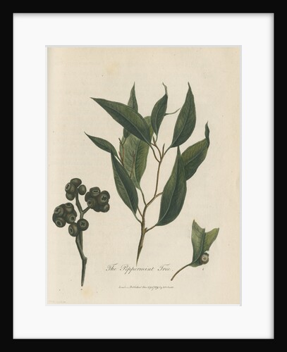 'The Peppermint Tree' [Eucalyptus] by Frederick Polydor Nodder