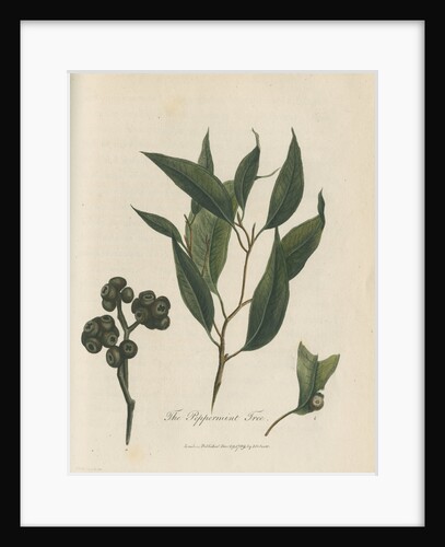 'The Peppermint Tree' [Eucalyptus] by Frederick Polydor Nodder