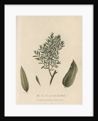 'The Tea Tree of New South Wales' by Frederick Polydor Nodder