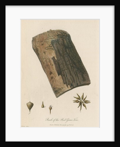 'Bark of the Red Gum Tree' by Frederick Polydor Nodder