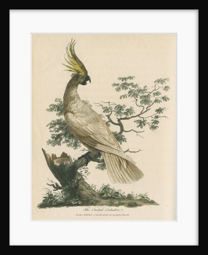 'The Crested Cockatoo' by Sarah Stone