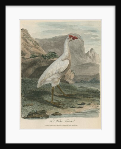 'The White Fulica' by Sarah Stone