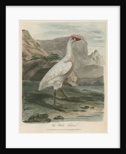 'The White Fulica' by Sarah Stone