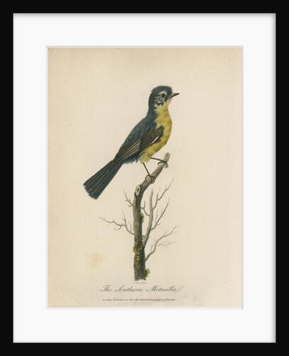 'The Southern Moticella' by Sarah Stone