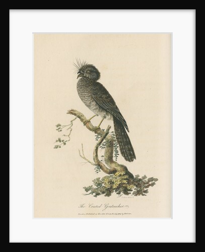 'The Crested Goatsucker' by Sarah Stone