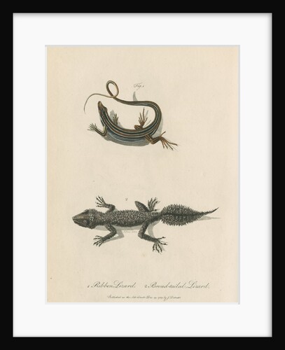 'Ribbon Lizard and Broad-tailed Lizard' by Sarah Stone