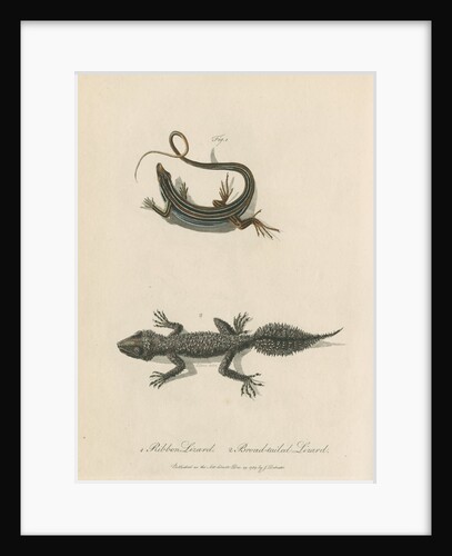 'Ribbon Lizard and Broad-tailed Lizard' by Sarah Stone