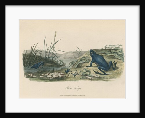 'The Blue Frog' by Sarah Stone