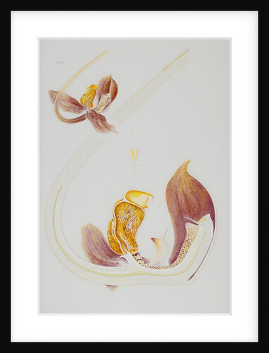 Gongora orchid by Arthur Harry Church