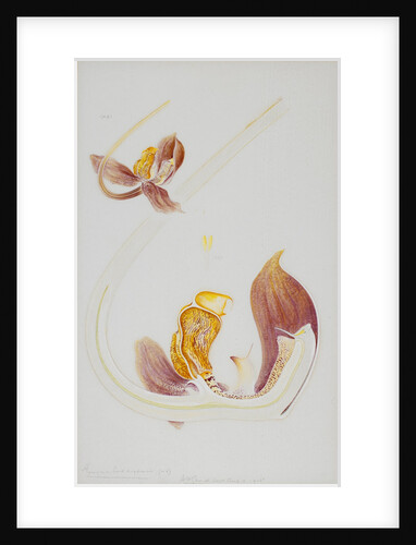 Gongora orchid by Arthur Harry Church