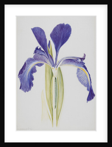 English Iris by Arthur Harry Church