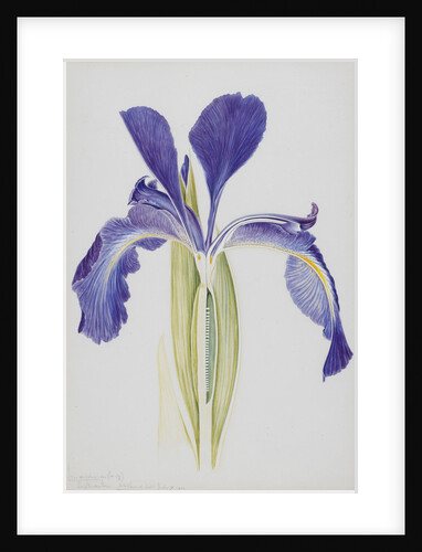 English Iris by Arthur Harry Church