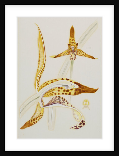 Maxillaria orchid by Arthur Harry Church