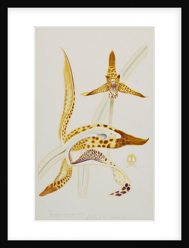 Maxillaria orchid by Arthur Harry Church