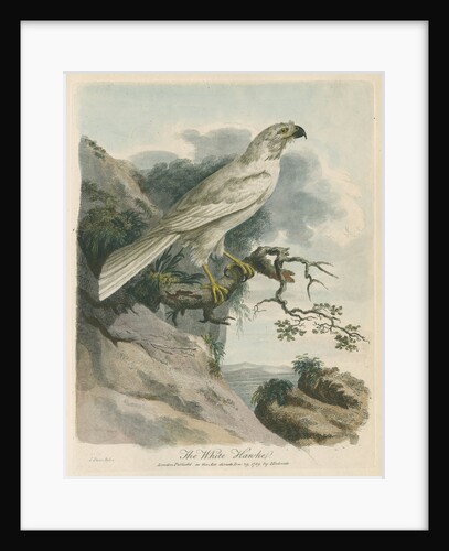 'The White Hawk' by Sarah Stone