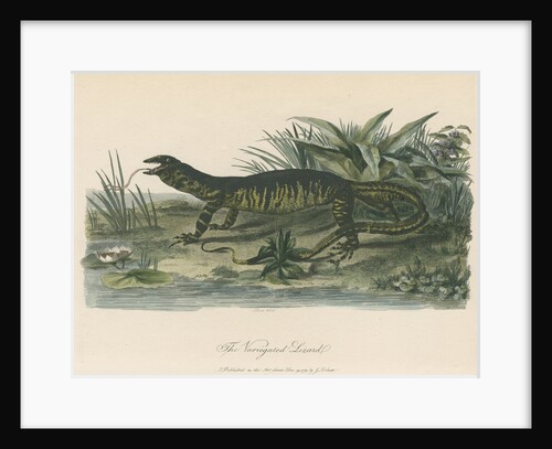 'The Variegated Lizard' by Sarah Stone