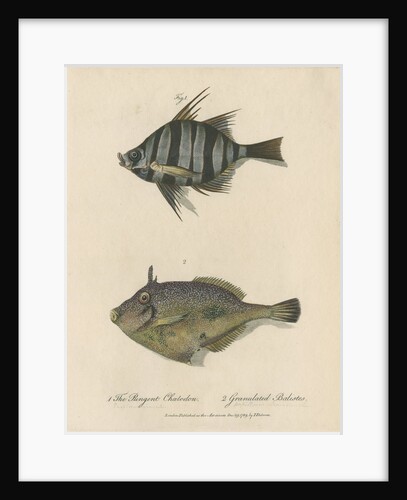 Studies of two fishes by Sarah Stone