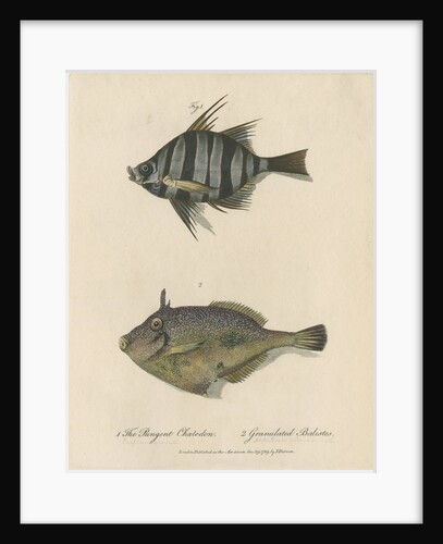 Studies of two fishes by Sarah Stone