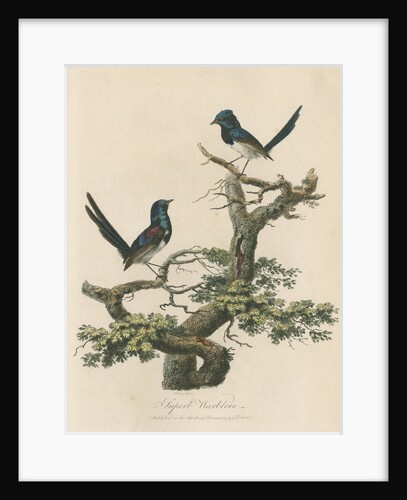 'Superb warblers' by Sarah Stone