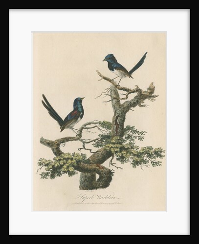 'Superb warblers' by Sarah Stone