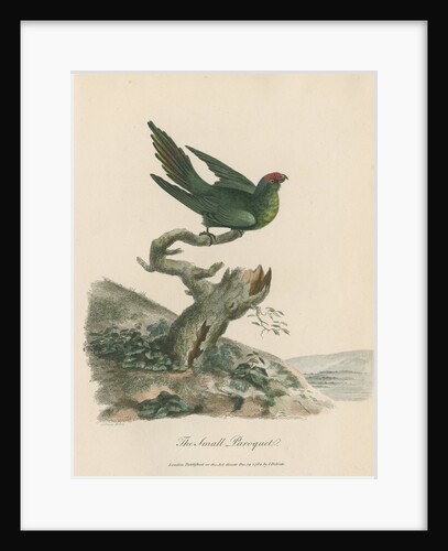 'The Small Paroquet' by Sarah Stone