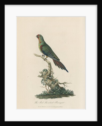 'Red Shouldered Paroquet' by Sarah Stone