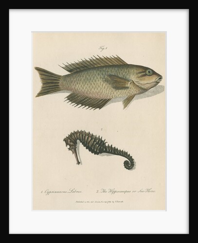 Two marine studies by Sarah Stone