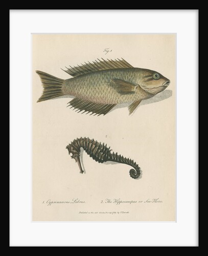 Two marine studies by Sarah Stone