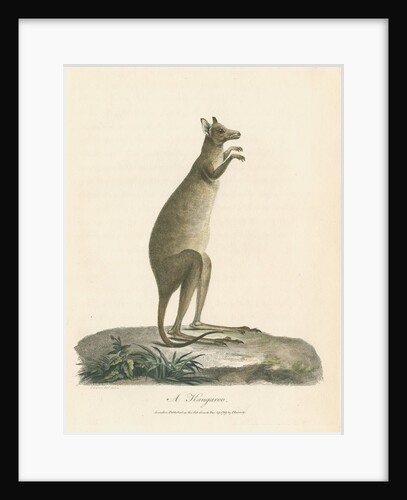 'A Kangaroo' by Charles Catton the younger
