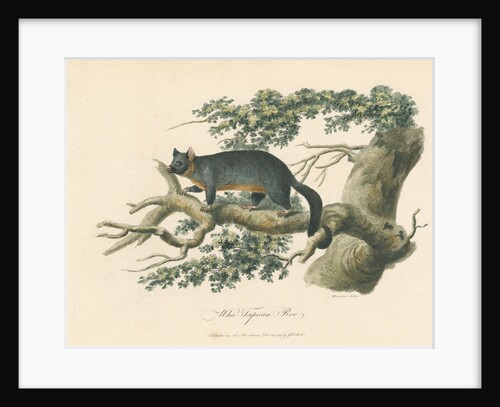 'Wha-Tapoua Roo' [Common brushtail possum] by Mortimer
