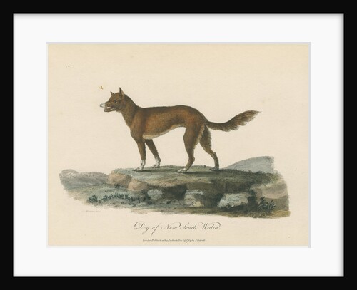 'Dog of New South Wales' by Mortimer