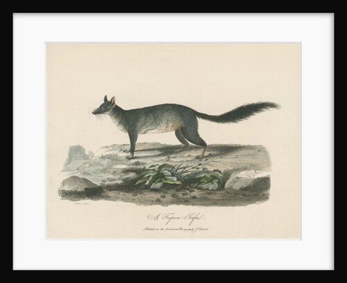 'A Tapoa Tafa' [Brush-tailed phascogale] by Sarah Stone