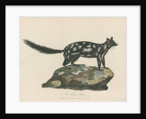 'A Tapoa Tafa' [Eastern quoll] by Charles Catton the younger