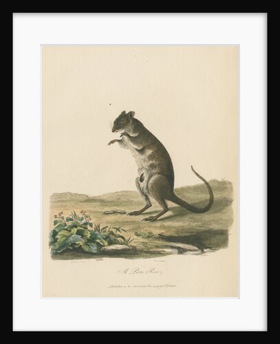 'A Poto Roo' by Sarah Stone