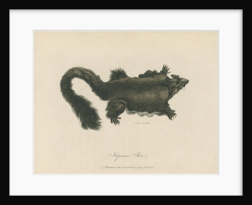 'Hepoona Roo' [Greater glider] by Charles Catton the younger
