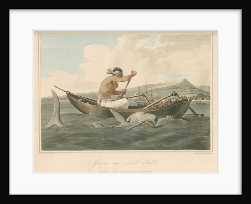 'Javanese and wounded Shark' by Thomas Medland