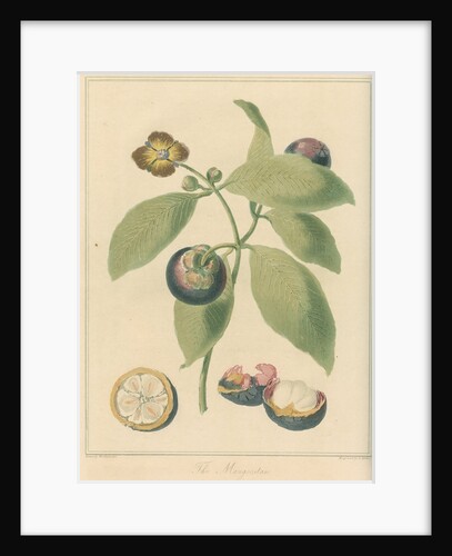 'The Mangoostan' by Thomas Medland