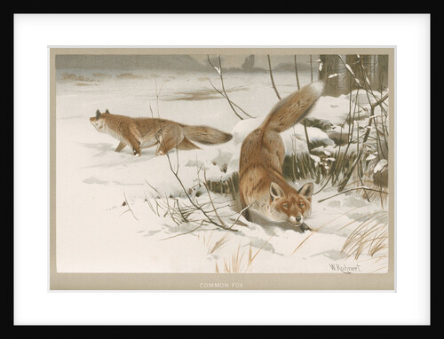 ‘Common Fox’ by Frederick Warne & Company