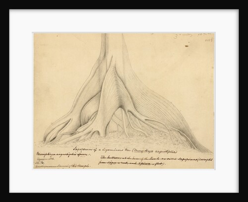 Buttresses of a Leguminous tree by Richard Spruce