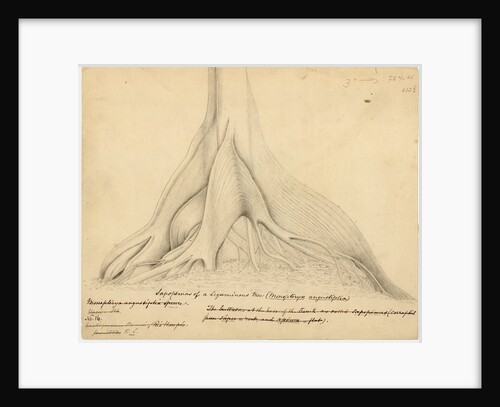 Buttresses of a Leguminous tree by Richard Spruce