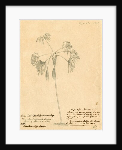 Mauritia subinermis' by Richard Spruce