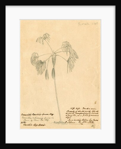 Mauritia subinermis' by Richard Spruce