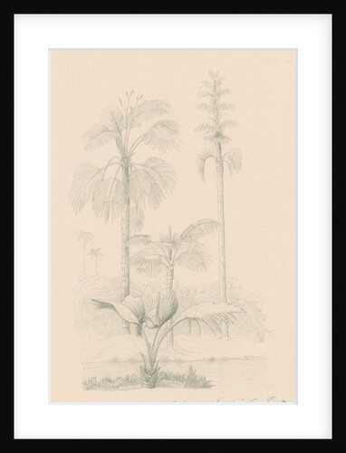 Vegetation sketch by Richard Spruce